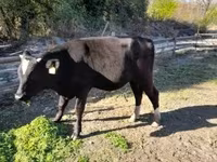 Lembu jantan, Aberdeen-Angus — foto 5