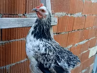 Chickens — Foto 1