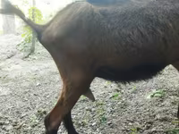 Cabra, Alpine goat — foto 2