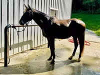 Horse (M), Rocky Mountain Horse — photo 2