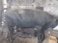 Бух, Russian Black pied cattle — 3 зураг