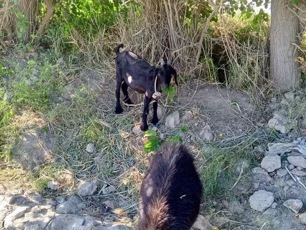 Эчки, Козулар