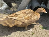 Ducks — عکس 2