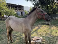 Ngựa đực, Tiger horse — ảnh 3
