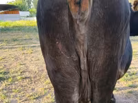 گاو ماده, Russian Black pied cattle — عکس 6