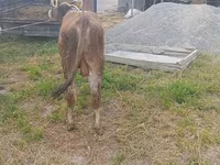 گاو نر, Swiss cattle — عکس 3