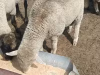 قوچ, Merino sheep — عکس 4