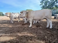 Cow, Charolais cattle — photo 6