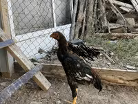 Chickens — foto 1