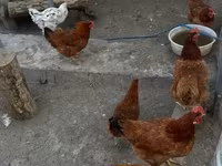 Chickens — fotografija 3