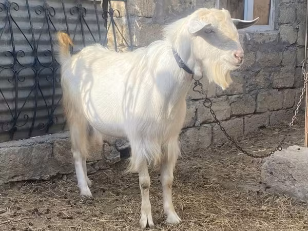 Billy Goat, Goats — Azerbaijan