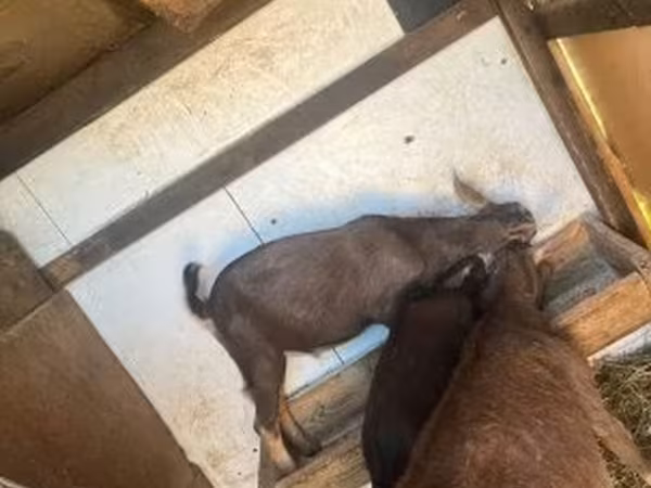 Kambing jantan, Goats