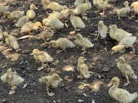 Ducks — foto 2