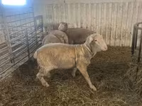 Beran, Merino sheep — foto 1