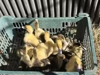 Ducks — عکس 1