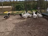 Német Pekin — 7. fotó