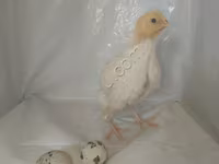 Quails — ảnh 3