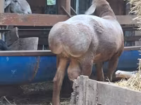 Κριός, Arashan sheep — φωτογραφία 4