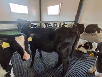 Крава, Russian Black pied cattle — снимка 2