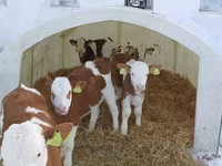 Bik, Simmental cattle — fotografija 1