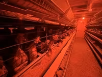 Gallina danese — foto 2