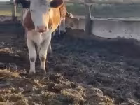 Krava, Simmental cattle — foto 2