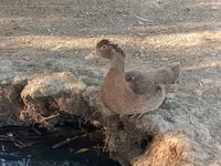 Ducks — fotografija 6