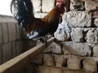 Chickens — zdjęcie 2