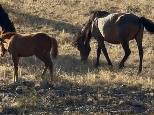 اسب (گروه، جنسیت مشخص نشده), Kazakh horse