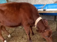 Bou, Bovine — foto 2