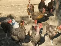 Chickens — عکس 1