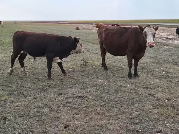 Vaca, Simmental cattle