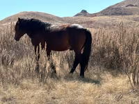 Kůň, Kazakh horse — foto 3