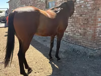Pastuv, Arabian horse — fotografija 4