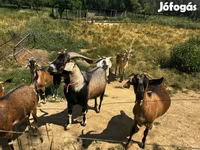 Kambing (lot, jantina tidak dinyatakan), Goats — foto 2