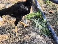 Chickens — foto 4