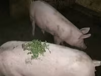 Locha, Świnie — zdjęcie 1