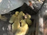 Ducks — zdjęcie 2