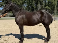 Бие, Percheron — 2-сурет
