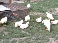 Geese — รูปภาพ 1