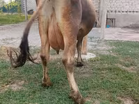Lembu betina, Cattle — foto 7