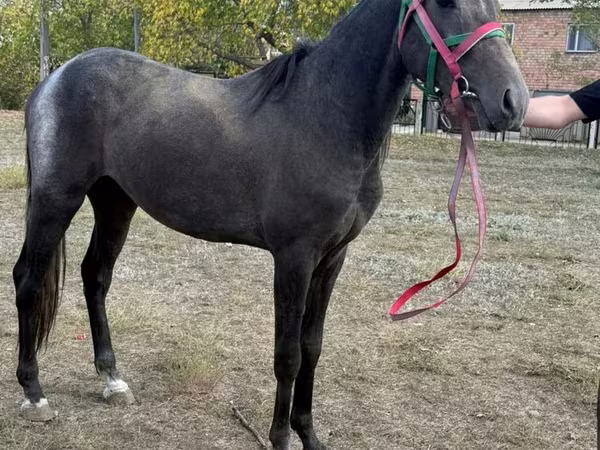 Kůň, Orlov Trotter