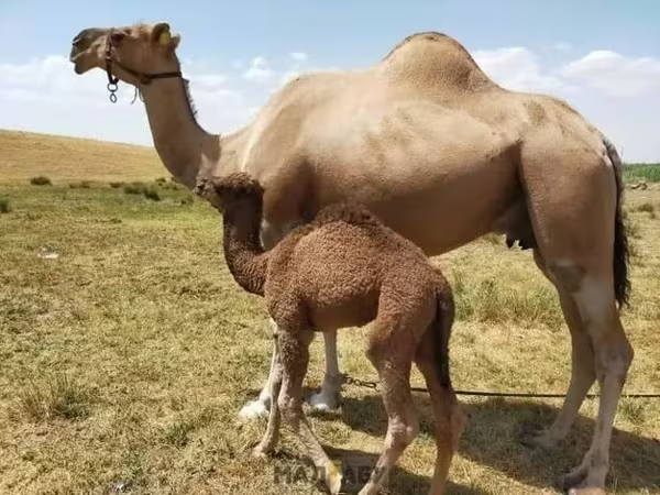 Cammella, Kazakh Bactrian camel