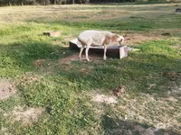 Domba betina, Sheep — foto 5