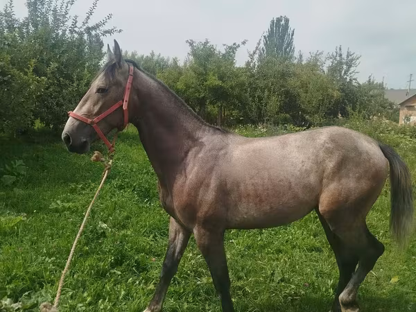 Hingst, French Trotter