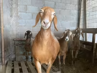Oaie, Arashan sheep — foto 1