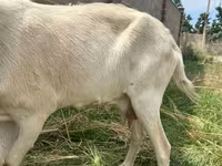 Koza, Alpine goat — zdjęcie 2