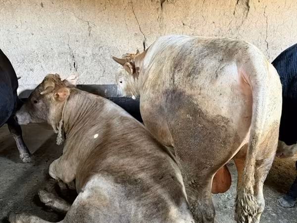 گاو نر, گاو — قرقیزستان