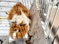 Heyvan: Dekorativ dəniz donuzu (guinea pig) Xüsusiyyətlər: - Rəng — 2 зураг