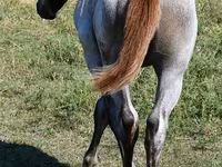 பெண் குதிரை, Quarter Horse — புகைப்படம் 3